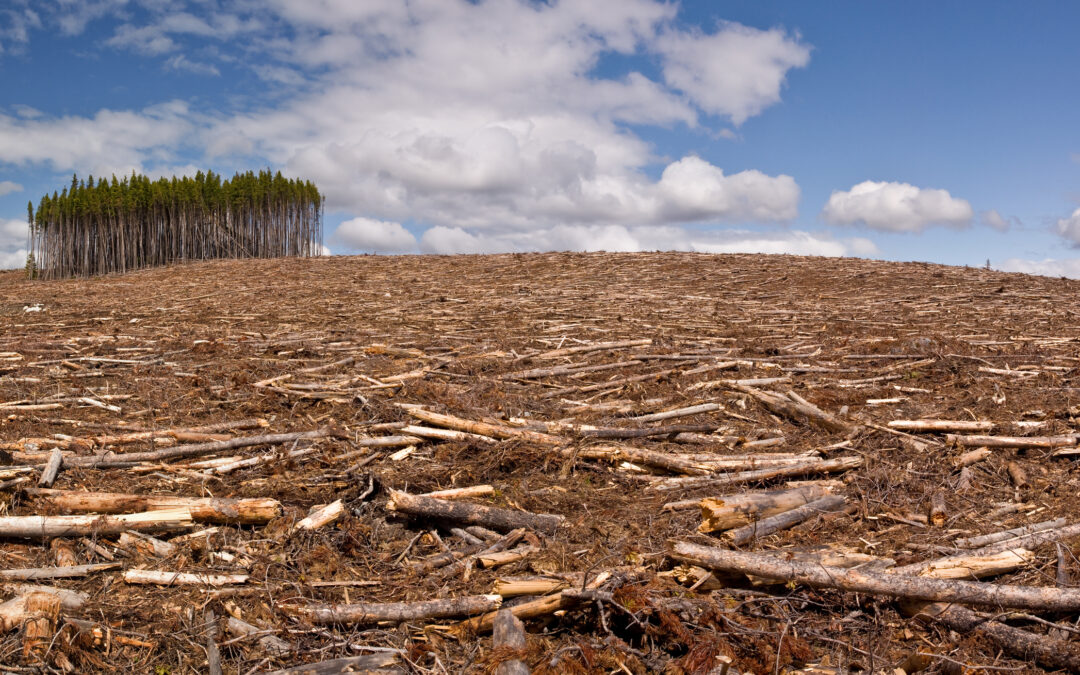 Wijziging en nieuwe deadline EUDR -Verordening (EU) 2025/2650 gepubliceerd