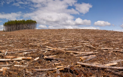 Wijziging en nieuwe deadline EUDR -Verordening (EU) 2025/2650 gepubliceerd